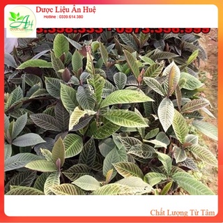 Lá khôi nhung tía 1KG thảo dược cho người đau dạ dày đau bao tử loét dạ dày
