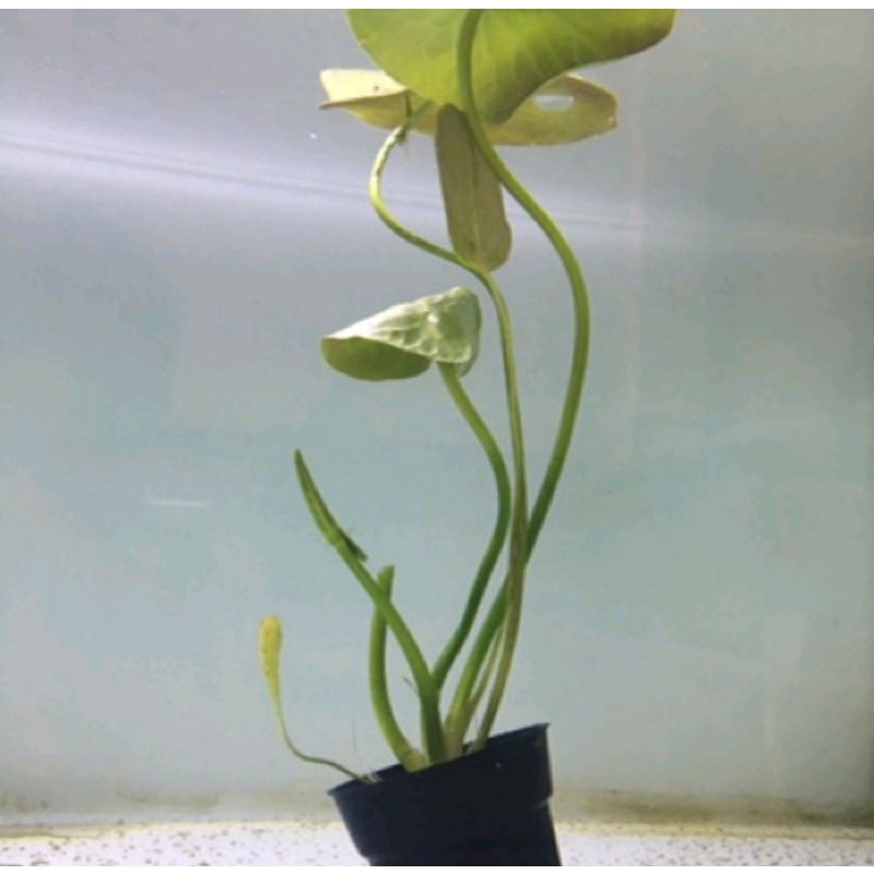 3 cây thủy nữ về khách tự chiết