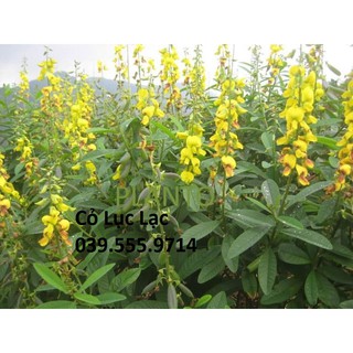 Hạt Cỏ Chăn Nuôi Dinh Dưỡng Cao Lục Lạc 500gam - Sinh Trưởng Tốt