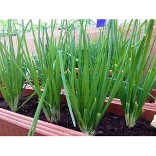 [ Deal 3K ] - 200 hạt giống Hành lá ( Hạt giống Thanh Tâm )