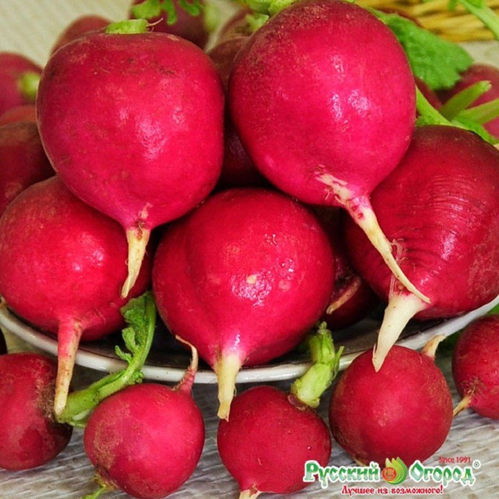 Hạt giống củ cải đỏ khổng lồ gói 10 hạt xuất xứ Việt Nam