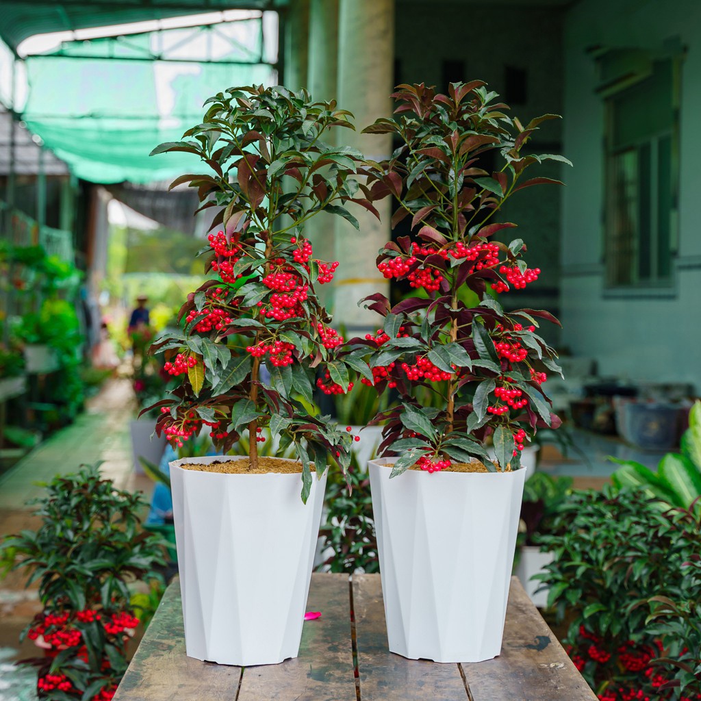 Chậu nhựa trồng cây kim cương để bàn TH Garden - Chậu kim cương trồng hoa nhỏ gọn xinh xắn vô cùng đáng yêu