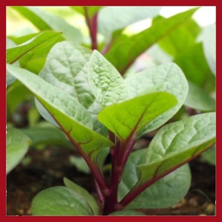 Hạt giống Mồng tơi tím (đỏ)