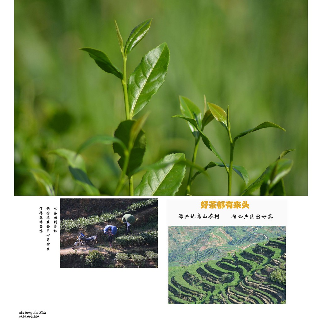 Trà ô long Alishan (A Lý Sơn), Trà ô long Đài Loan cao cấp