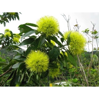 Cây mai Thái giống