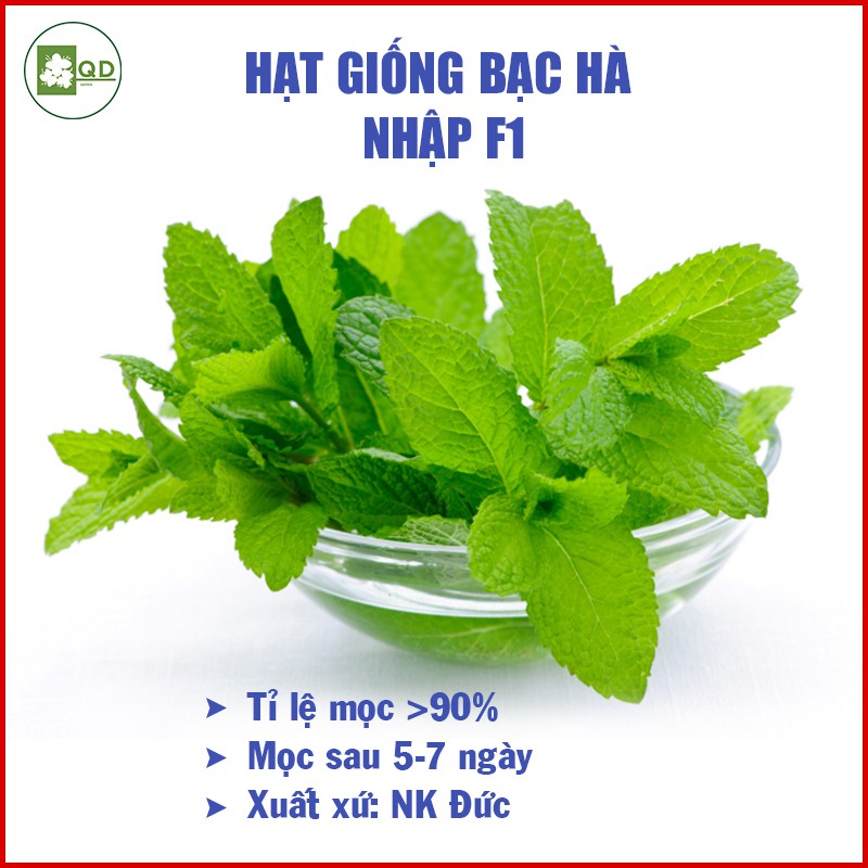 Hạt giống cây bạc hà xanh giống nhập khẩu nảy mầm sau 5-7 ngày, hương thơm thanh mát có nhiều công dụng chữa bệnh - QD23