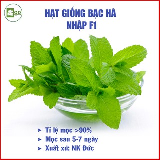 Hạt giống cây bạc hà xanh giống nhập khẩu nảy mầm sau 5-7 ngày, hương thơm thanh mát có nhiều công dụng chữa bệnh - QD23
