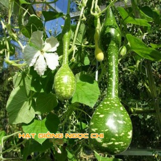 Hạt Giống Bầu Thiên Nga - 5 Hạt
