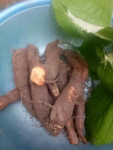 Củ gai tươi 1kg vip