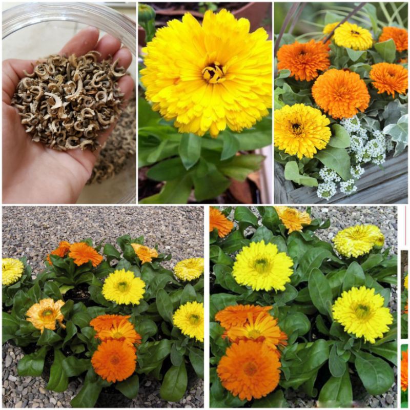 100H - Hạt giống Hoa Cúc SuSi Mix màu