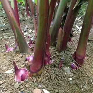 Miếng dong đặc sản làng So gói 500g