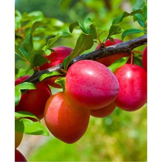 Cây Mận Đỏ Mỹ