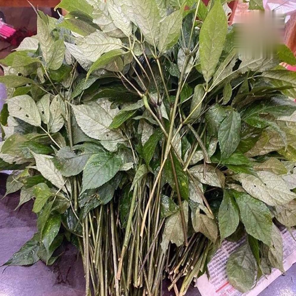 ✅Lá Sâm Ngọc Linh Tươi 100% Nguyên Chất - Túi 1Kg