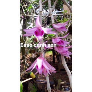 Easo hồng cánh sen - Chai mô