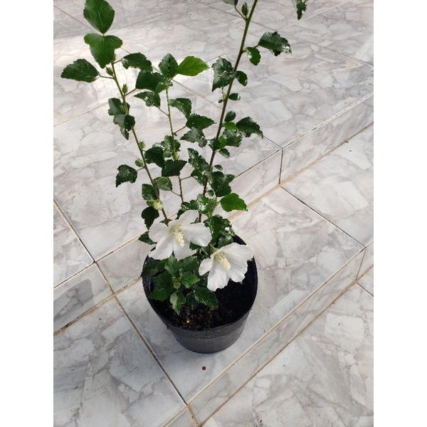 Hoa dâm bụt trắng  đơn  và  trắng kép