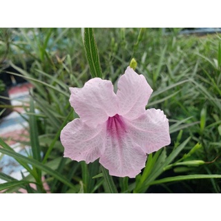 Cây  chiều trắng.chiều hồng. chiều tím.( chiều hồng và trắng .tím  lùn mini)