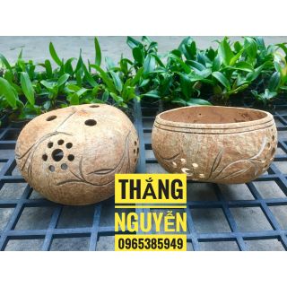Chậu gáo dừa