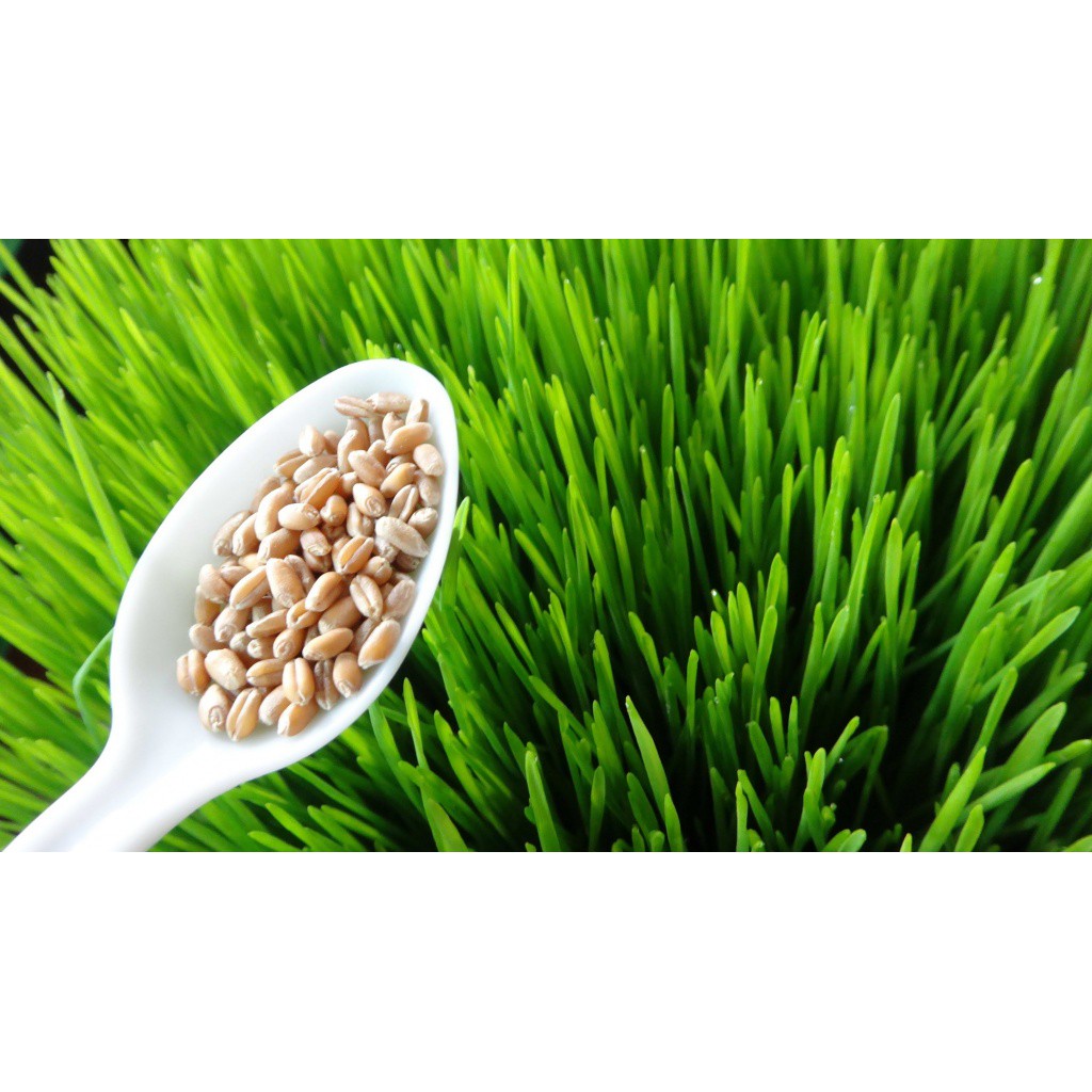 Hạt giống Mầm Lúa Mạch Grass Barley -Gói 1kg. HÀNG CTY CHẤT LƯỢNG CAO.