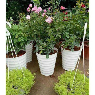 chậu nhựa trồng cây hình xoắn ốc