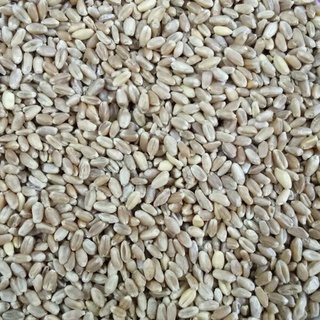 500g hạt lúa mì trồng làm mầm cho chim,vẹt, mèo