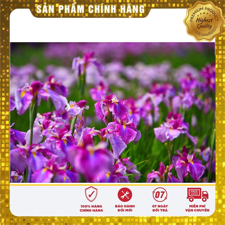 Hạt giống hoa Diên vĩ Hồng (Iris Hồng)