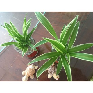 Cụm cây cỏ lan chi