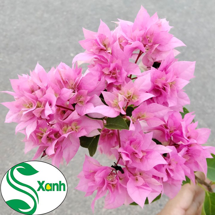 Hoa giấy hồng bông chùm