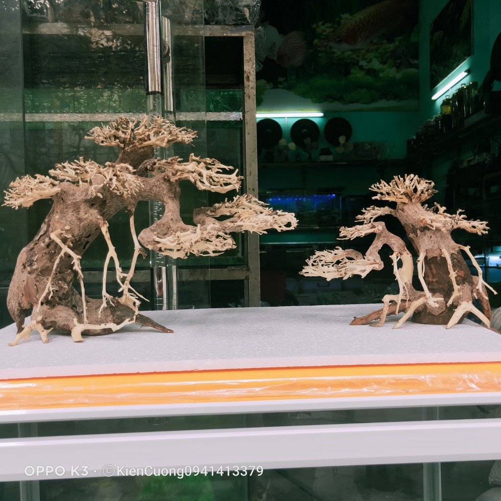 Mô hình Cây gỗ lũa thủy sinh Không tán SIZE nhỏ dùng cho bể cá cảnh