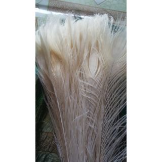 60 cọng lông công xanh chiều dài 1m