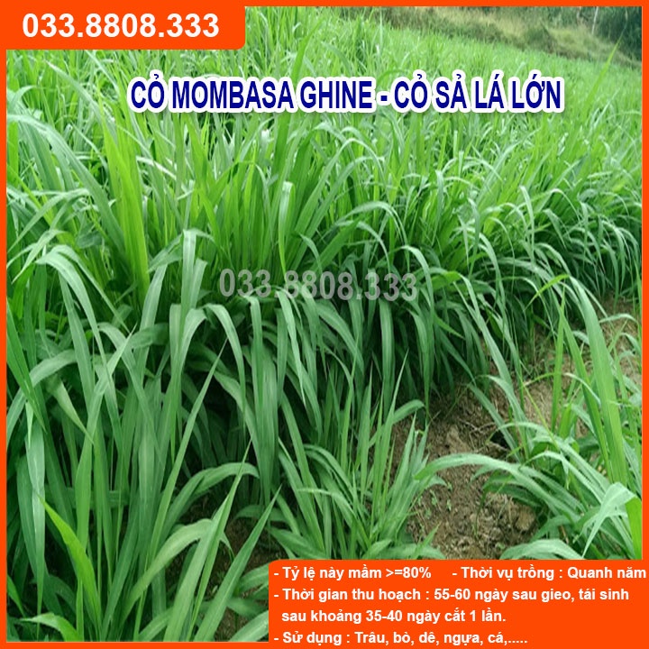 Combo 5 Loại Hạt Giống Cỏ Chăn Nuôi - Hạt Cỏ Voi, Mombasa Ghine, Yến Mạch, Paspalum, Alfalfa Linh Lăng (mỗi loại 50g)