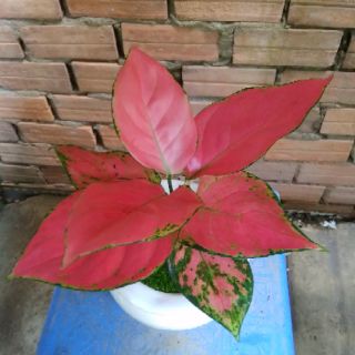 Vạn lộc đỏ giống mới chậu sứ để bàn