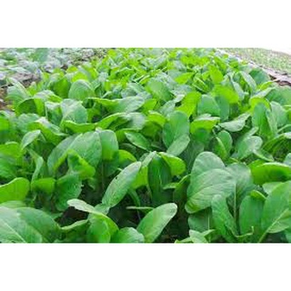 [ Bán chạy ] Hạt giống Cải ngọt-20g (tặng kèm 20 hạt Cải Kale Khủng Long)