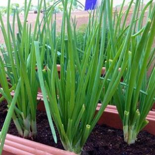 HẠT GIỐNG HÀNH HƯƠNG XANH F1⚡️ SINH TRƯỞNG CỰC KHỎE CHỐNG CHỊU SÂU BỆNH