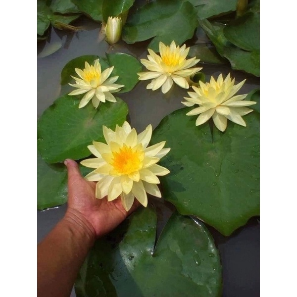 Hạt Hoa Súng Thái Ngũ Sắc