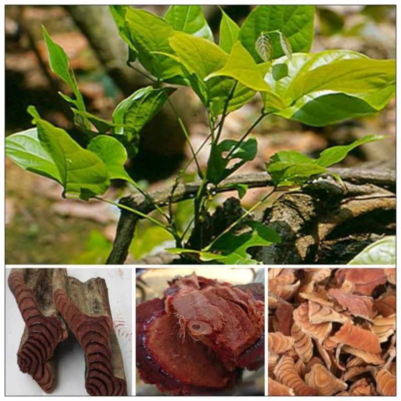 1kg Kê Huyết Đằng bồi bổ khí huyết.bổ máu