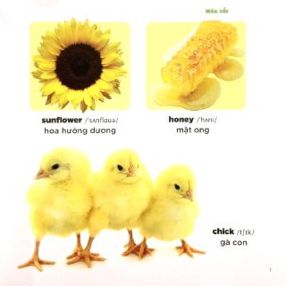 Bé Học Tiếng Anh Qua Hình Ảnh - Màu Sắc