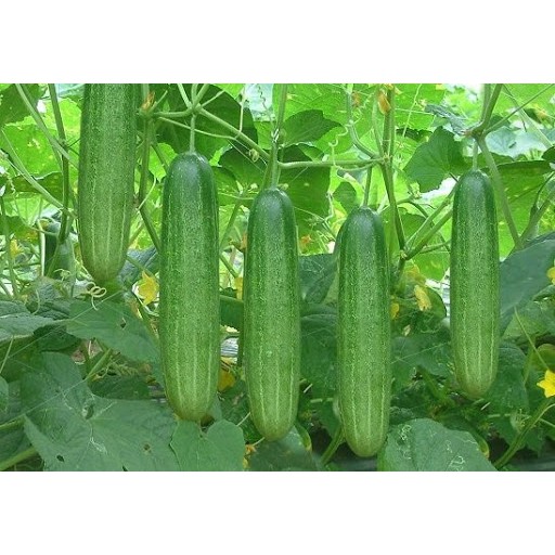 Hạt giống Dưa Leo Siêu năng suất Phú Nông