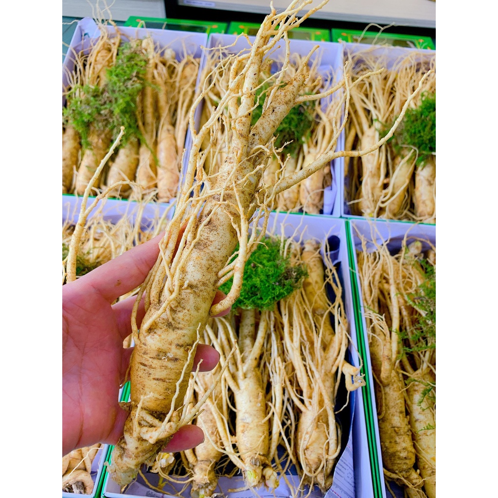 Nhân sâm tươi 185.000/1 củ size sâm 10-11 củ/kg Hàn Quốc