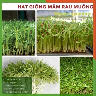 Hạt giống Rau Mầm Rau Muống đóng gói 100gr 500g giàu dinh dưỡng, nhanh thu hoạch