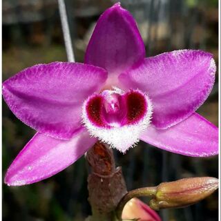 Trầm tím rừng lào thuần vườn