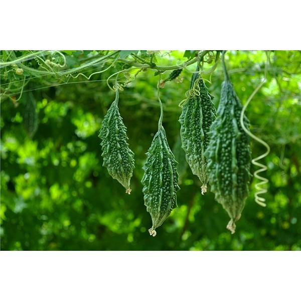 Hạt Giống Khổ Qua Rừng (10h) - Bitter Melon 10 Seeds