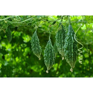 1Kg Khổ qua sấy lạnh
