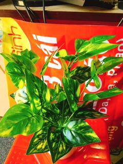 🏡combo 3 chậu cây xanh trang trí