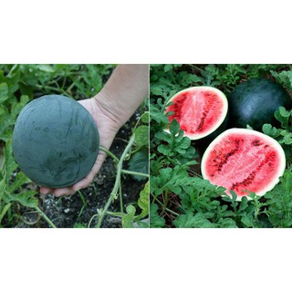 Hạt giống dưa hấu  trái tròn đen nặng 8-10kg - gói 5 gram