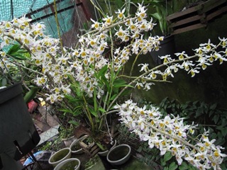 Phong lan Ngọc Thạch