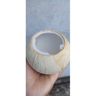 DỪA XIÊM TRỌC - size 400gr trở lên
