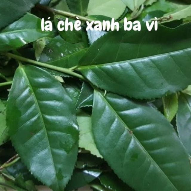 Lá chè xanh tươi, trà sạch, trà tự nhiên. 1kg