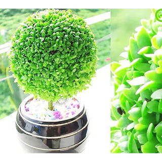 Hạt giống cây cỏ may mắn 30 hạt