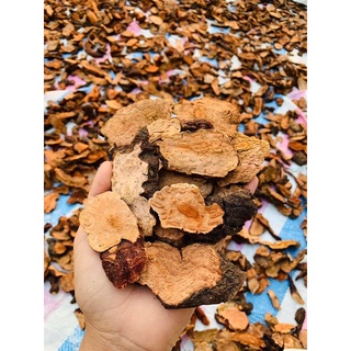 Cao Hà Thủ ô đỏ nhà làm