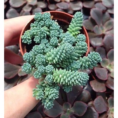 Sen Đá Sedum Hoa Hồng Chậu Trung